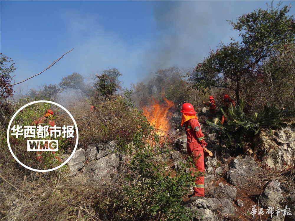 苏铁被称为什么地球上的活化石,苏铁是活化石植物吗