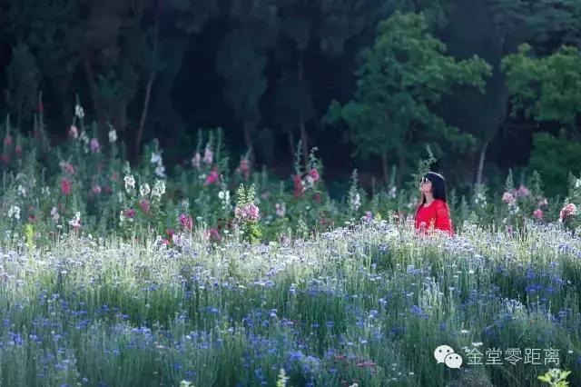 周末踏青最美樱花谷,周末乡村游田园美景醉游人