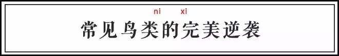 古代有什么奇特的鸟,中国古代怪鸟