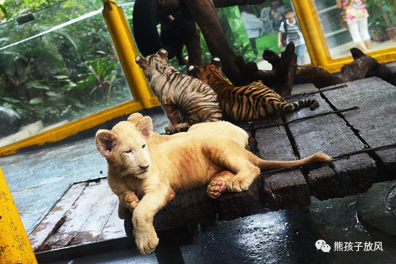 广州长隆野生动物园游玩攻略,广州长隆野生动物园攻略自由行