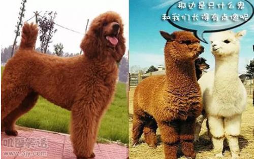 十个经典笑话男朋友,分手两年后的幽默笑话