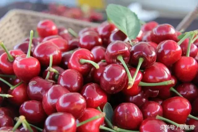 30亩樱桃一年能赚多少钱,樱桃一亩地大概可以赚多少钱