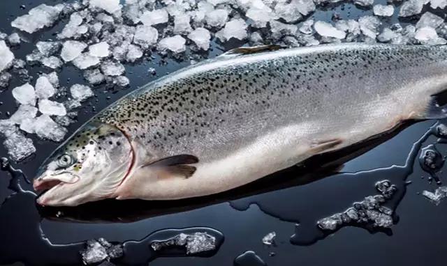 澳洲三种特别好吃的鱼,除了北冰洋还有什么洋