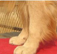 大骨架金毛犬与小骨架金毛比较,金毛犬的外形特点描写