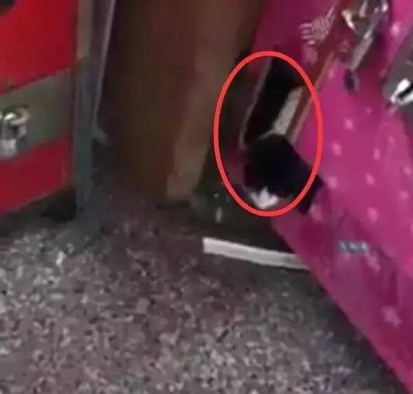 一只流浪猫，让抓娃娃机成了“提款机”！