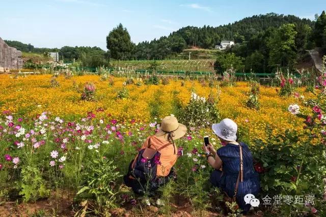 周末踏青最美樱花谷,周末乡村游田园美景醉游人