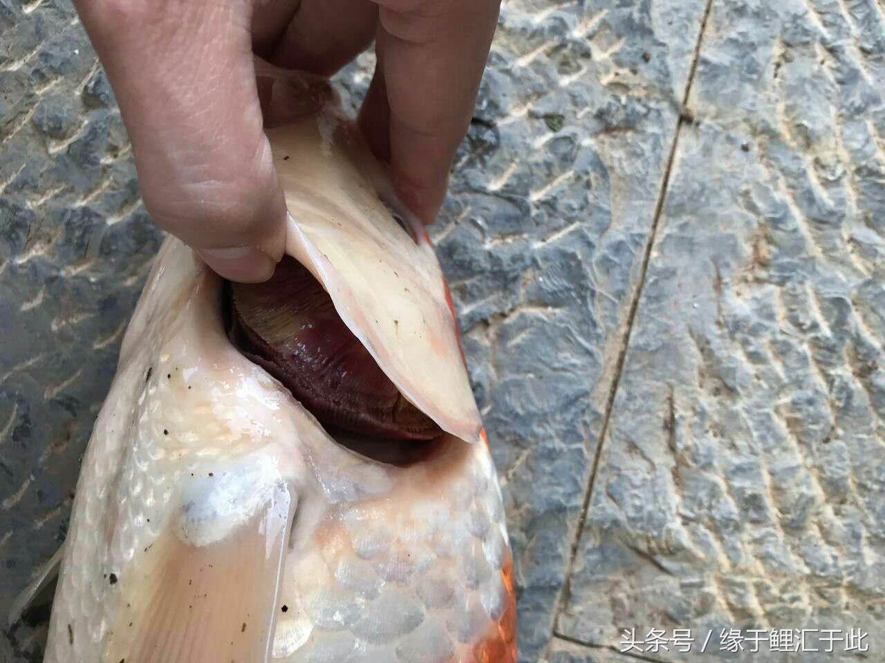 烂鳃用什么方法可以解决,烂身烂鳃怎么预防