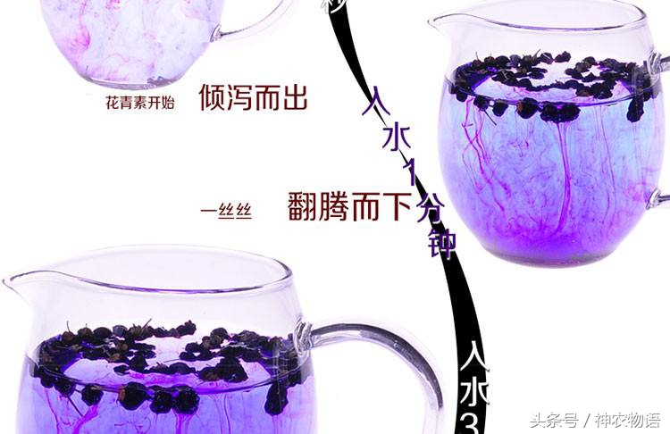 花青素之王黑枸杞图片,黑枸杞是花青素之王