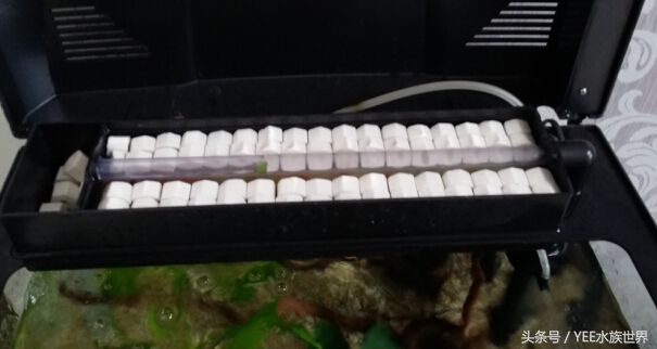 1米上滤成品缸养什么,上滤缸怎么养好一缸水