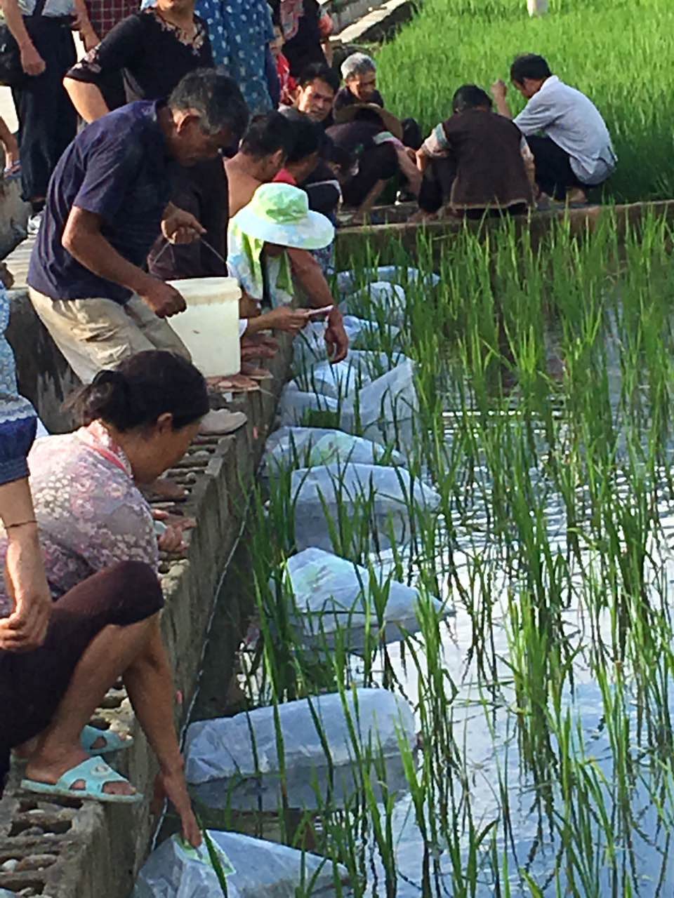哈尼梯田人与自然和谐,哈尼梯田的生态循环系统