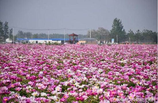 影响白芍价格行情的因素有哪些,白芍最新行情价格是涨还是降
