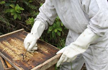 木乃伊与蜂胶,古埃及的木乃伊用粗盐防腐吗