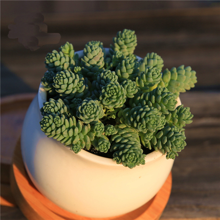 日本现“海豚多肉”萌炸了！但要养好可是很麻烦的！