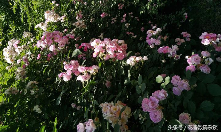 努比亚z17mini专业评测,努比亚z17mini测评最新