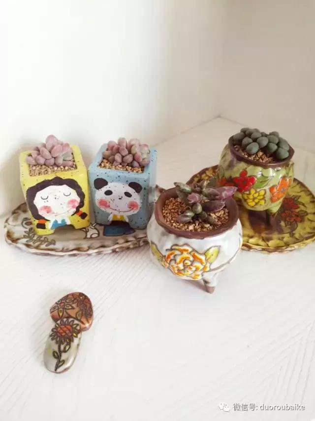 老桩多肉爱生根吗,多肉老法师老桩名品