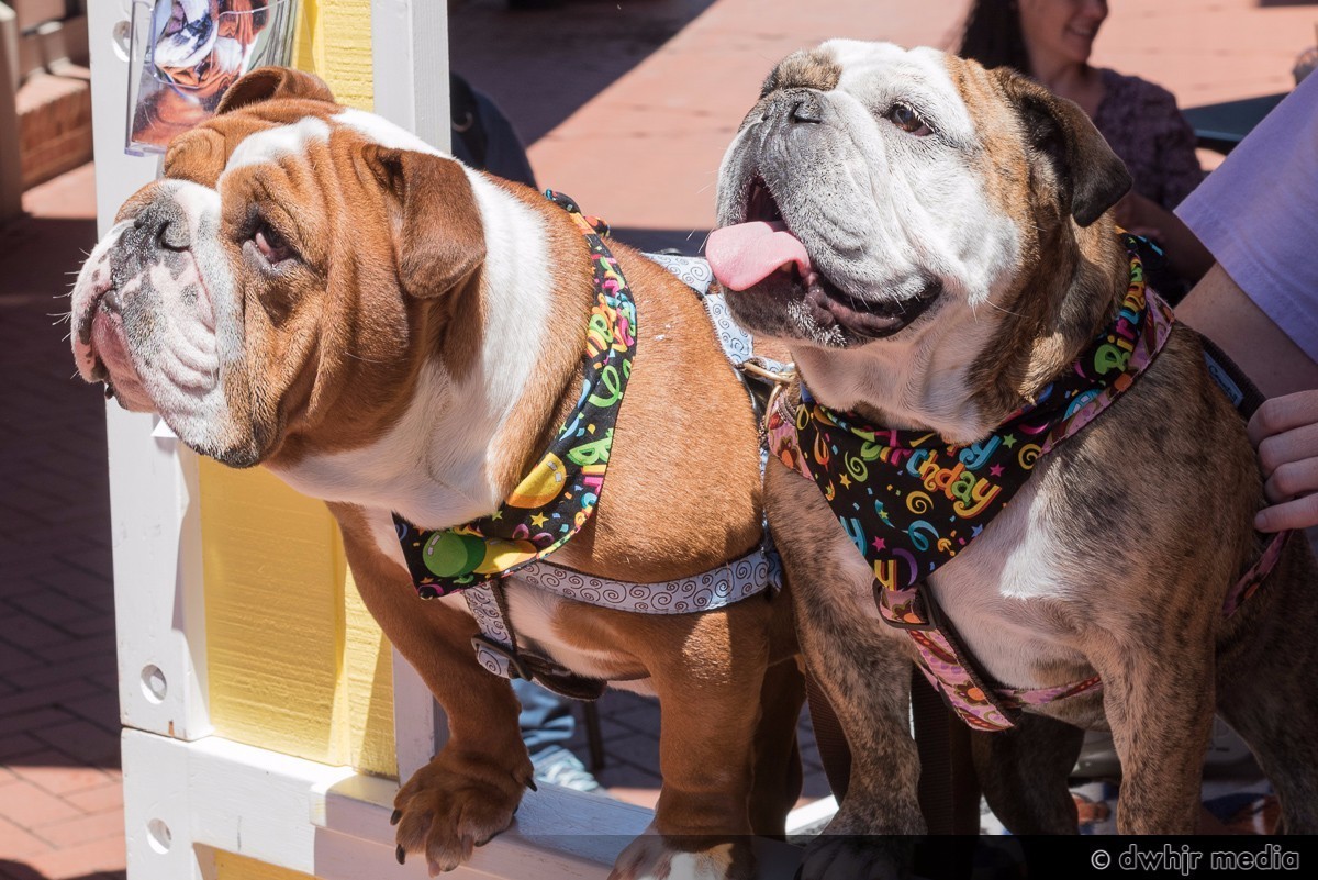 英国斗牛犬的饲养方法,英国斗牛犬的特点和性格特征