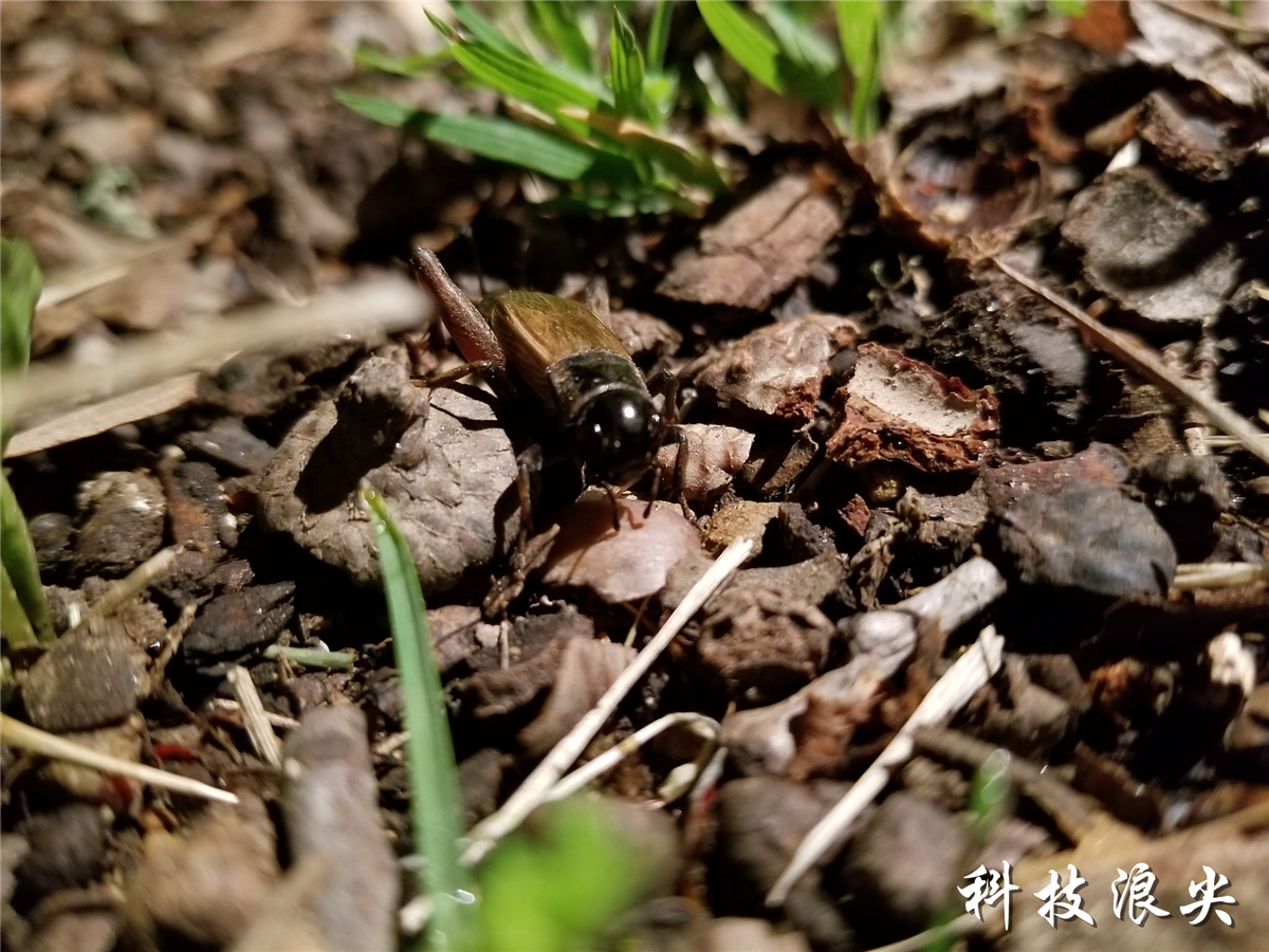 三星s8+测评处理器,三星s8+评测视频