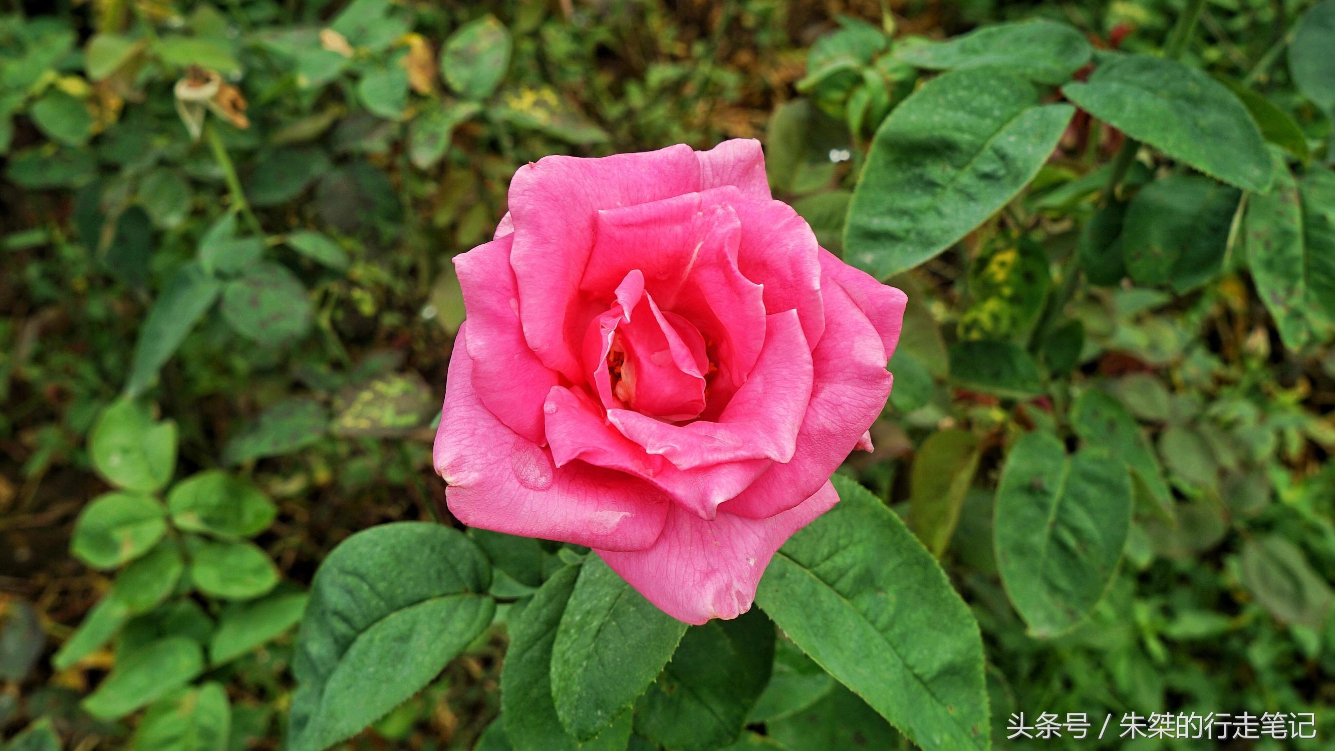 黄姚花海已经荒成草海,黄姚花海景区