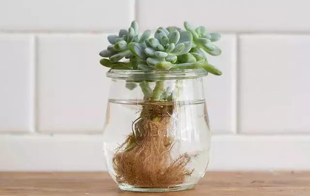 姘村煿鐜夋爲妞嶇墿,鐩嗘牻鐨勯搧鏍戝彲浠ユ按鍩瑰悧