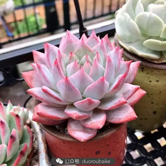 好养又耐看的多肉小老桩,好养活又漂亮的多肉老桩