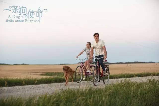 一条狗的使命影评200字英语,一条狗的使命豆瓣评分