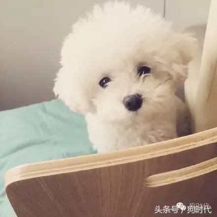 夏日养狗如何预防中暑,养狗的常识铲屎官