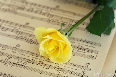 520送花文字表达,520送花花语玫瑰