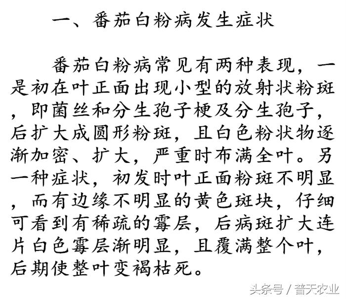 番茄表面有白霜怎么办,番茄染衣服怎么办