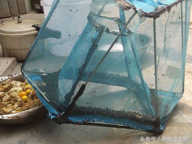 猪舍内蚊蝇自制小秘方,猪场捕苍蝇神器大全
