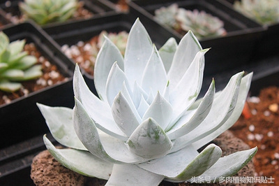 这六种多肉便宜又好养，快来在阳台养出来吧