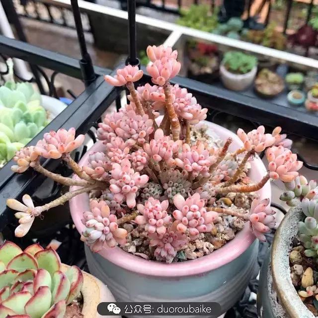 好养又耐看的多肉小老桩,好养活又漂亮的多肉老桩