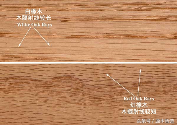 木材介绍之橡木,橡木是什么树的木材