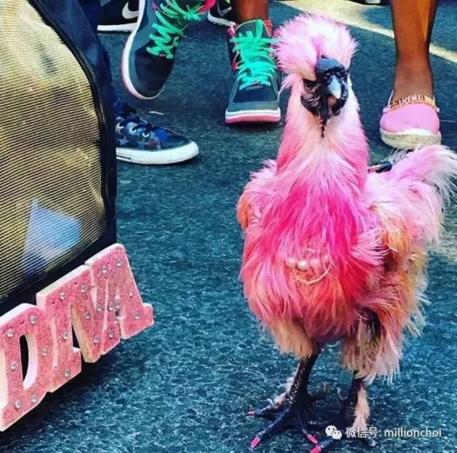 戛纳网红,戛纳的网红们