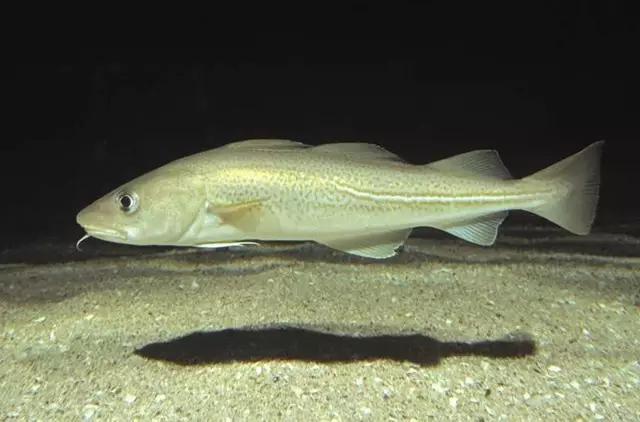 除了北冰洋还有什么洋,挪威什么鱼好吃