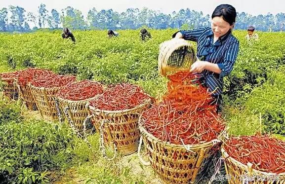 2020年合作社最佳经营模式,合作社经营模式图解