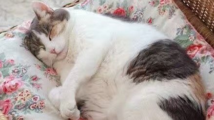 猫得了脂肪肝多久就死掉了,猫为什么会得脂肪肝