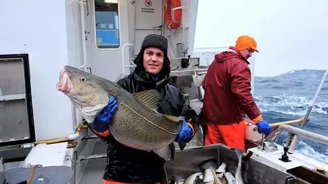 除了北冰洋还有什么洋,挪威什么鱼好吃