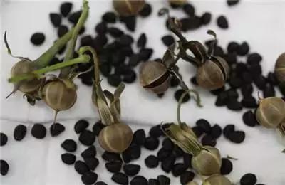 为什么现在的种子发芽还是活不了,种子为什么不发芽