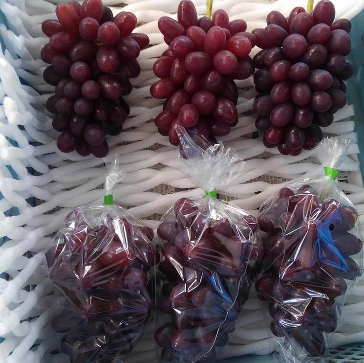 七星女王葡萄的优点和缺点,七星女皇葡萄简介