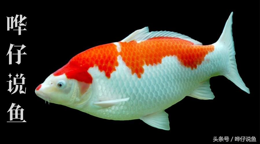 养锦鲤鱼的9大误区,养锦鲤入坑