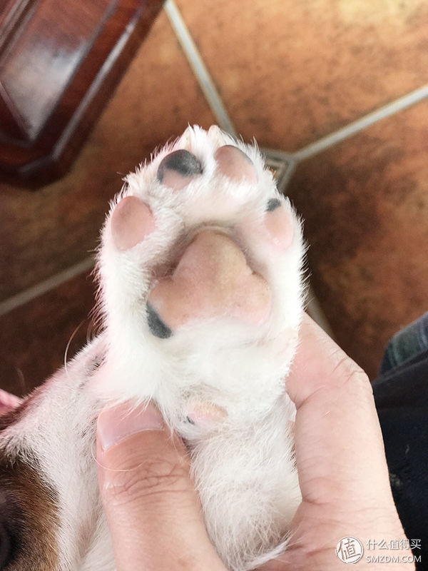 目测托米你要火!丝倍亮成犬全价托米亲吃评测以及托米的成长史