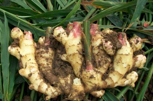 男人早晨吃姜的三大奇效,男性吃姜的最佳时间