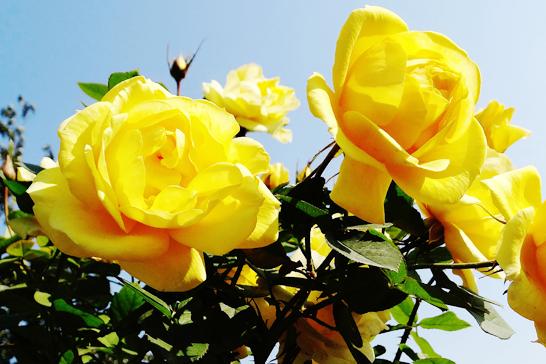 北京月季花十里花海在什么地方,月季花海等你来赏2018北京