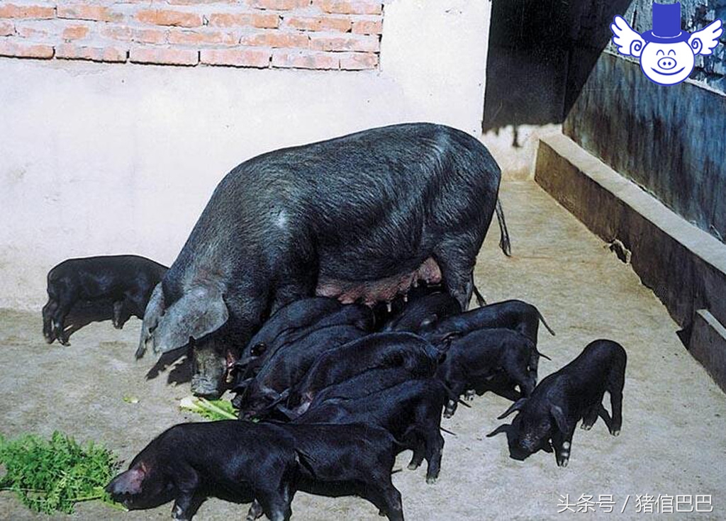 夏季猪不吃食身上发抖怎么治,夏季猪食欲差怎么办