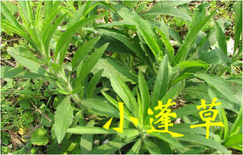 农村常见的43种中草药,农村常见却被忽略的草药