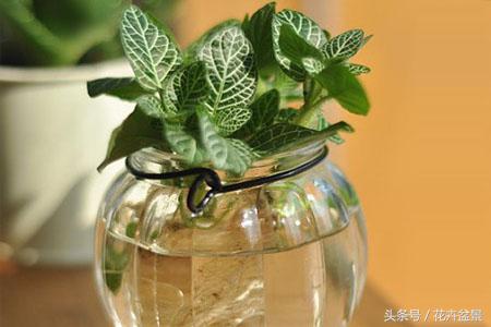 薄荷除了驱蚊还能做啥,有关薄荷的所有夏日饮品