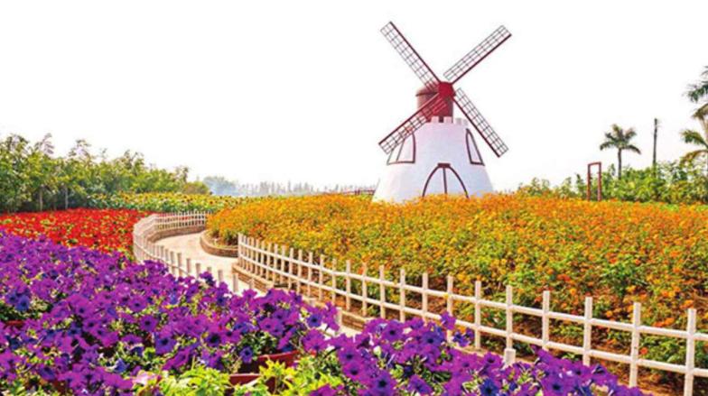 广州薰衣草公园,广州附近哪里有薰衣草看