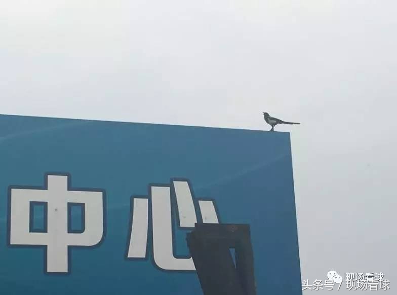 北京国安u19青超联赛第四轮,2019年青超山东鲁能vs北京国安