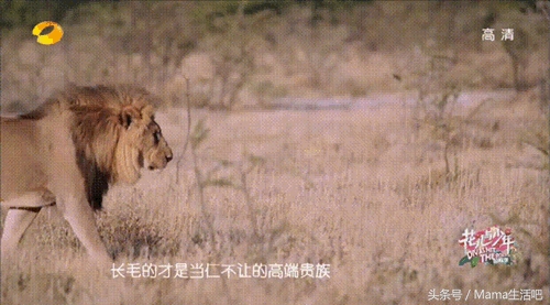 陈柏霖斑马外套同款,陈柏霖同款鞋子