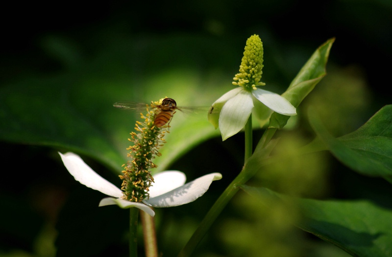 本草鱼腥草,本草纲目中鱼腥草
